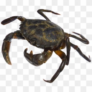 Crab - Crab Png, Transparent Png