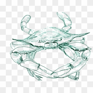 Blue Crab Png - Freshwater Crab, Transparent Png