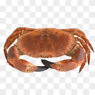 Dressing A Crab, HD Png Download