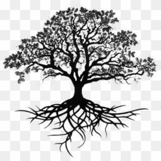 Tree Of Roots Transparent Transparent Background - Oak Drawing, HD Png Download
