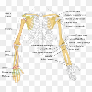 Human Arm Bones Diagram - Bones In The Arm, HD Png Download