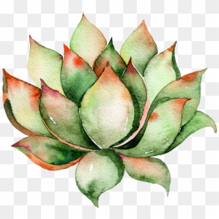 Watercolor Succulent Png Clip Art Download, Transparent Png
