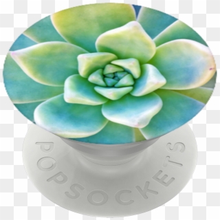 Now That's Succulent, Popsockets, HD Png Download