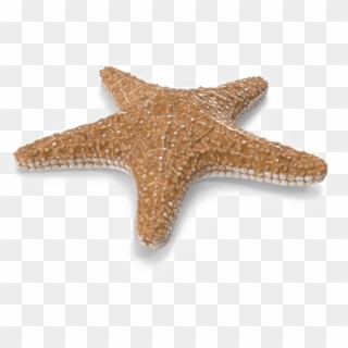 Starfish Png Image With Transparent Background - Transparent Background Starfish Png, Png Download