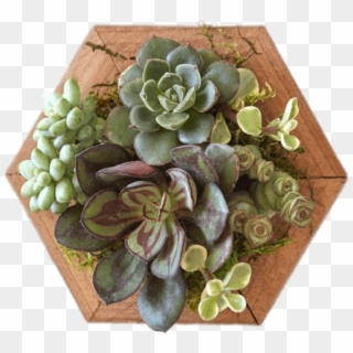 Nature - Succulent Plant, HD Png Download