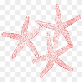 600 X 549 5 - Coral Starfish Clipart, HD Png Download