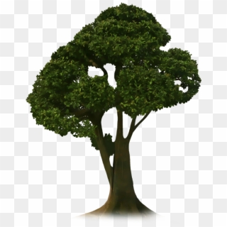 Crop Tree Png - Picsart Tree Png, Transparent Png