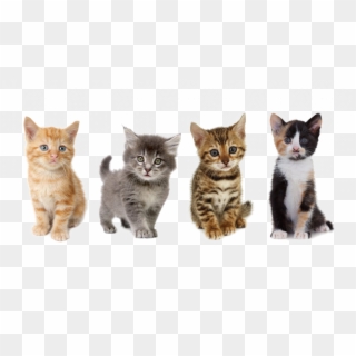 Kitten Png Image - Cats And Kittens, Transparent Png