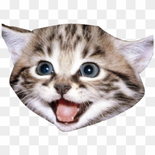 Smiling Cat, HD Png Download
